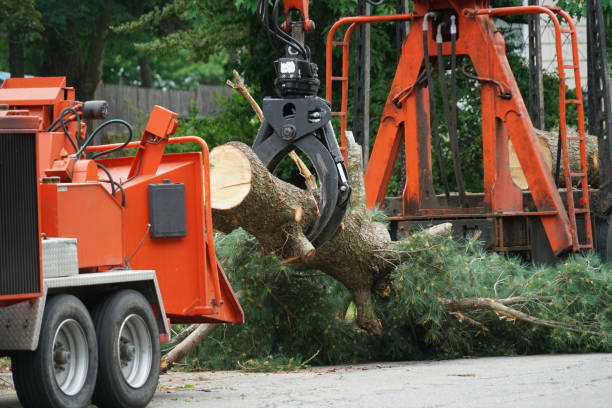 Residential Tree Removal in Gonzalez, FL